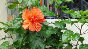 Pampanga Seller Offers Well-Established Hibiscus Live Plant