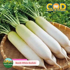 70 BUTIR BIJI/BENIH TANAMAN LOBAK PUTIH RADISH