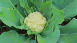 (10 SEEDS) - F1 CAULIFLOWER SEEDS/F1 SUNRISE VARIETY/HYBRID/FIRM FLOWER/EASY TO GROW/MORE PROFIT