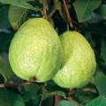 Guapple Fruit tree Hybrid Seedlings High Yield/Red Guava. 