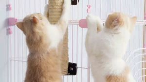 เชือกแมวฝนเล็บ ที่ลับเล็บแมว เชือกมะนิลาแมว เชือกแมวข่วน เชือกป่าน เชือกปอ เชือกตกแต่ง 10เมตร