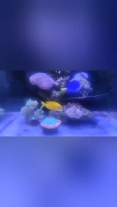 Aquaknight Spectra 20W SPN20 Freshwater/ Reef Light for Pico and Nano Tank