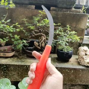 Gergaji Program Bonsai Repoting akar