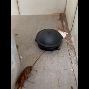 Japan Cockroach Bait 18pcs/Box Cockroach Catch Room Killer Umpan Lipas Ubat Racun Lipas