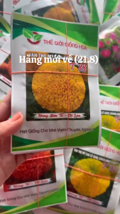 (Gói 50 hạt và 1 gram) Hạt Giống Hoa Vạn Thọ Mỹ Siêu Lùn Vàng Chanh T25 THẾ GIỚI GIỐNG HOA