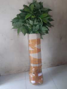 Bibit Karet Unggul BPM-24 umur 3-6 bulan