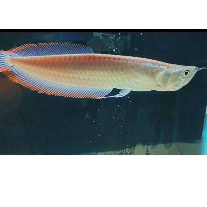 Silver Albino Arowana 7 NO D.O.A Lazada