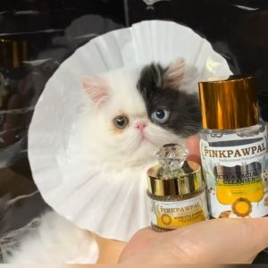 Pinkpawpal โทนเนอร์ขจัดคราบน้ำตาสัตว์ แก้ตาเหลือง เช็ดตาสัตว์เลี้ยง ส่วนผสมธรรมชาติ (Pinkpawpal Eye and Facial Cleansing)