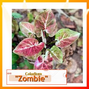 Caladium : Zombie