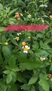 Mall Perabot | Tumbler HOHO Mutiara Dengan Strap Aesthetic | Gelas Minum Kaca Ho Ho Ho Simple Elegan Water Bottle Cup For Coffee Botol Plastik Tali