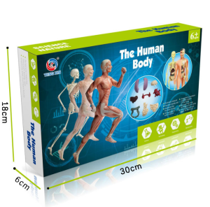 STEM Educational Human Body Organ Assembly Model Kit