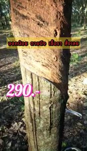 เป็นต่อ สูตรลับ ช่วยเพิ่มน้ำยาง 300% ผ่านการทดสอบมา กว่า 7 ปี ได้ผลจริง(2ขวด)