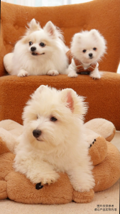 Moregood Fruity Veggies Bites Chicken Jerky with Durian Jackfruit 100g