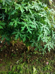Daun Gedi/Daun Pepaya Jepang 500 grm untuk memperkuat kadung yang lagi mengandung