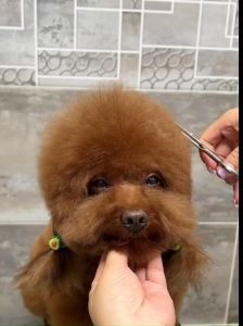 JG Kéo cong cắt tỉa lông chó mèo cao cấp - sắc bén thép không gỉ chuyên biệt lưỡi kéo thon gọn độ bén cao dễ dàng chăm sóc thú cưng