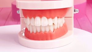 Medicine Dental tooth model Early childhood teaching teeth model for Kid