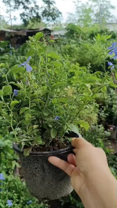 KD999 ต้นพยับหมอก ในกระถาง 6 นิ้ว ต้นไม้มงคล เลี้ยงง่ายออกดอกตลอดทั้งปี