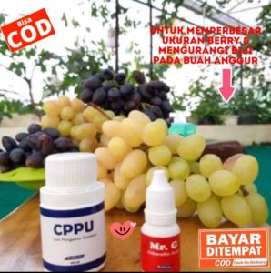 CPPU & MR.G  UNTUK PEMRBESAR & MEMPERPANJANG DOMPOLAN BUAH ANGGUR MENCEGAH KERONTOKAN BUNGA & BUAH