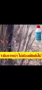 💥 ถูกแปลงประสบการณ์ 💥 ยาฆ่าไผ่ ยาฆ่าต้นไม้ ซึ่งไม่ทำลาย ดิน สารกำจัดกอไผ่ ผงกำจัดกอไผ่ ผงฆ่าต้นไม้ ปุ๋ยกำจัดกอไผ่ ยากำจัดวัชพืช การผลิตภัณฑ์ที่เป็นธรรมชาติ ผสมที่ไม่ต้องทำลาย 100ใบ สูตรเข้มข้น สำหรับการกำจัดไฟฟ