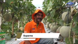 PAKET HEMAT 3 Bungkus Benih Melon F1 AMANDA TAVI  isi 550 biji Cap Kapal Terbang