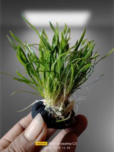 tanaman air aquascape lilieopsis media wabikusa