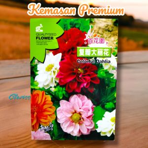 (KEMASAN PREMIUM) BIJI/BENIH BUNGA DAHLIA PINNATA (isi -+50 butir)