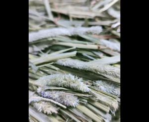 Jessie Timoxicao Timothy Hay Dried Grass For rabbit guinea pig tortoise chinchilla 500g