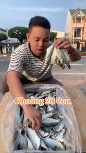 500g Khô Cá Bạc Má Thân Trắng Ú Vị Mặn Vừa Ăn Siêu Ngon (ĐÃ BỎ SẠCH ĐẦU)- ĐẶC SẢN MINH TRIẾT