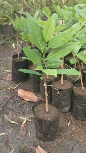 น้อยหน่าคลั่ง สีม่วง แบบเสียบยอด พร้อมปลูก