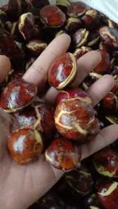 Jengkol tua 1kg termurah ukuran kecil/mini/biji kelereng