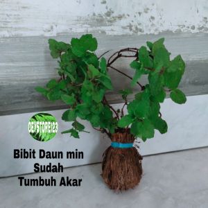 jual bibit herbal daun mint siap tanam 1 bibit