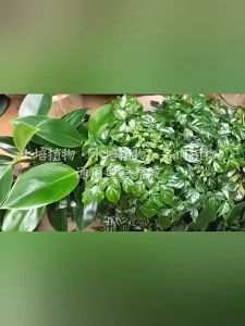 [SG SELLER] 5PCS/10PCS Liquid Plants fertilizer hydroponic Multipurpose Fertiliser Ample Liquid 38ml the nutrient solution of hydroponic plants