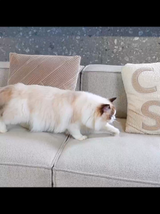 ห้องน้ำแมวอัต WiFi และแอปควบคุมระยะไกล แยกมูลอัตโนมัติ Automatic cat litter box 80L ห้องน้ำแมว อัตโนมัติ กระบะทรายแบบจัมโบ้ ห้องน้ำแมวอัตโนมัติ ส้วมแมว กระบะทราย