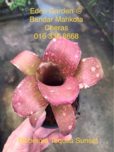 Billbergia Tequila Sunset ( 積水风梨 / bromeliad )