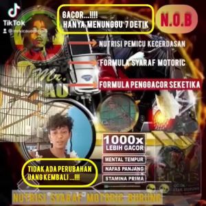 NOB Nutrisi Otak Burung Muraibatu Kacer Cucakijo Vitamin Suplemen Penggacor Burung