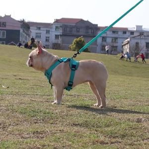 Cat Harness and Leash Set Escape Proof Reflective Outdoor Walking Kitten Vest Chest Strap For Dogs Cats Breathable Pet Harnesses