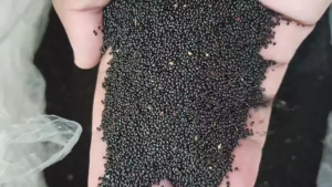 Benih Bayam Hijau Murni Kualitas Premium 10 gram