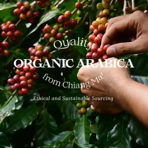 กาแฟออร์แกนิค ม่อนดอยหลวง - กาแฟแคปซูล (12 แคปซูล) ใช้กับเครื่องชงประเภท Dolce Gusto