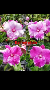 HOA LAN DEN LAI CAT ĐẠI MỸ NHÂN