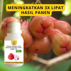 Pupuk Jambu Air Cepat Berbuah / Pupuk Pelebat Buah Jambu Air / Pupuk Booster Jambu Air Cair