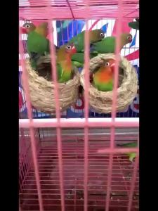 รังนกทอจากฟาง รังนกพิราบ รังนกกระจิบ รังแขวนอุ่น รังนกบัดกี้ รังหญ้า อุปกรณ์เพาะพันธุ์