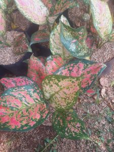 Aglonema Red Dut Anjamani tanaman hias hidup