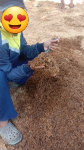 Media tanam sekam permentasi alami 1kg sekam padi kulit gabah