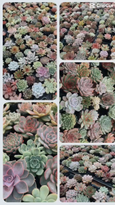 Sen Đá mặt trời size bầu 5-7 cm cây già khỏe