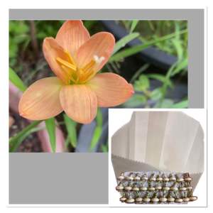 M.หัวดอกบัวดิน Potato Chips หัวละ 25 บาทดอกหอมมาก