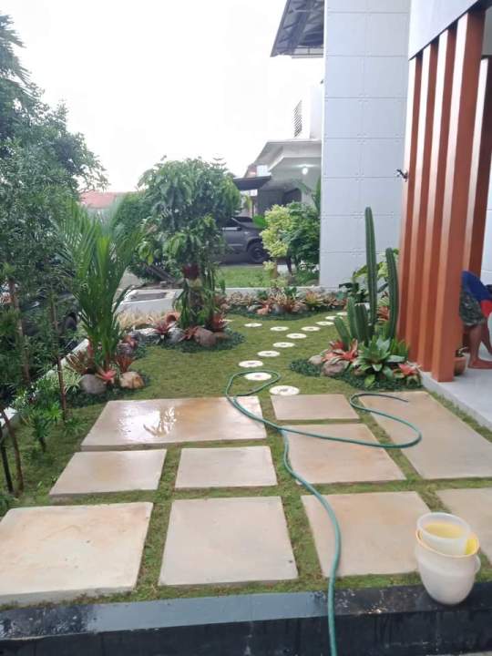 rumput%20Peking%20atau%20rumput%20Jepang%201%20meter%20persegi%20-%20Image%203