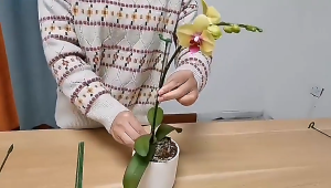 Set 10 Penyangga Tanaman Phalaenopsis 37cm Plant Stake Holder Untuk Anggrek Bunga Hias