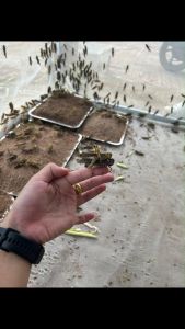 มุ้งตั๊กแตน 32 ตา มุ้งเลี้ยงตแตน กระชังตั๊กแตน 32x4x32x1.5x1.5x1.5