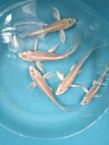 China Platinium White Butterfly Koi Fish Live Fish Aquarium Ikan Koi