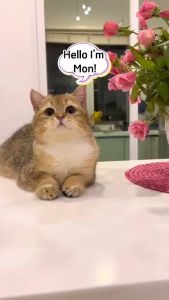 Xịt Tắm Khô BeonCare - Khử Mùi Dưỡng Lông Chó Mèo - Sạch Khuẩn Hương Nước Hoa Thơm Lâu Không Gây Dị ứng